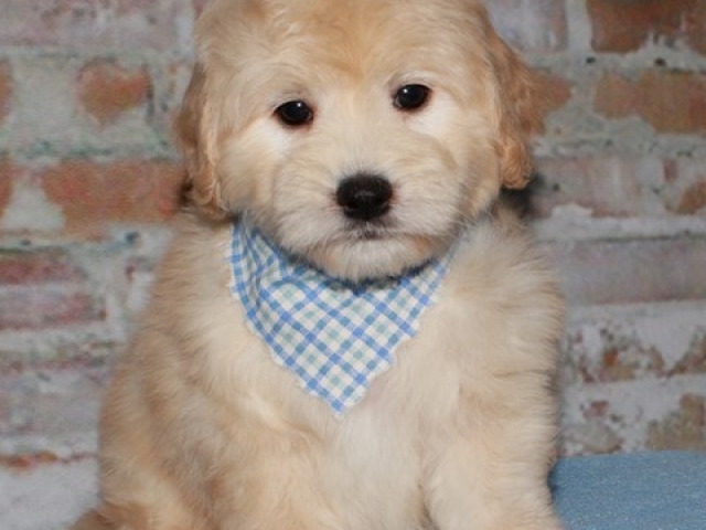 Gismo - F1b Mini Goldendoodle