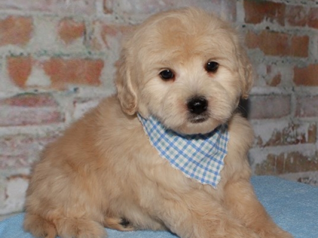 Griff - F1b Mini Goldendoodle