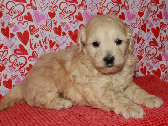 Griff - F1b Mini Goldendoodle