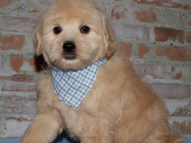 Griff - F1b Mini Goldendoodle