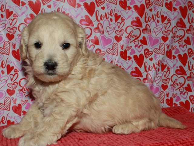 Griff - F1b Mini Goldendoodle