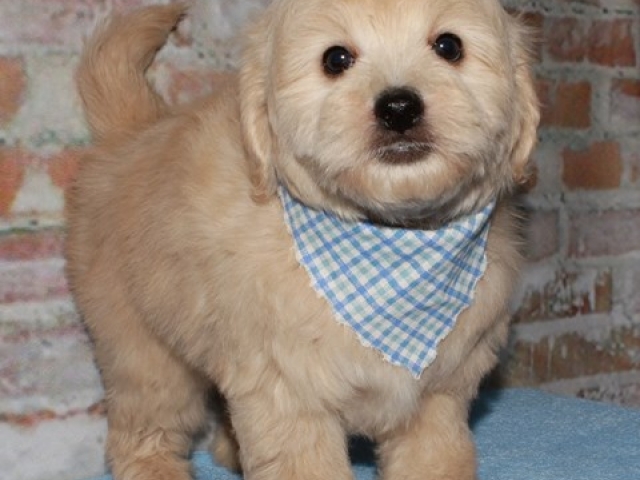 Griff - F1b Mini Goldendoodle