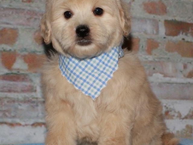 Griff - F1b Mini Goldendoodle